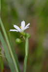 White blue-eyed grass